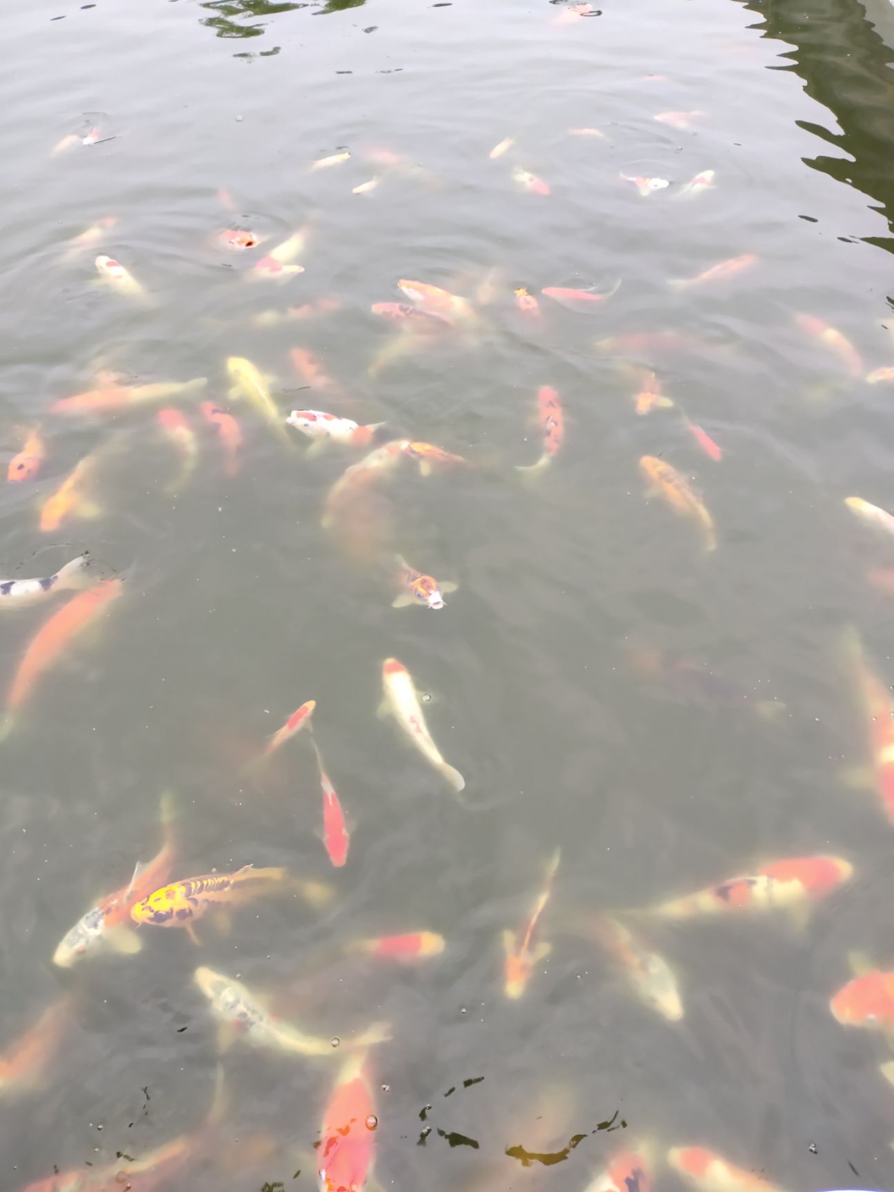 红白锦鲤 红白大正绯写秋翠
