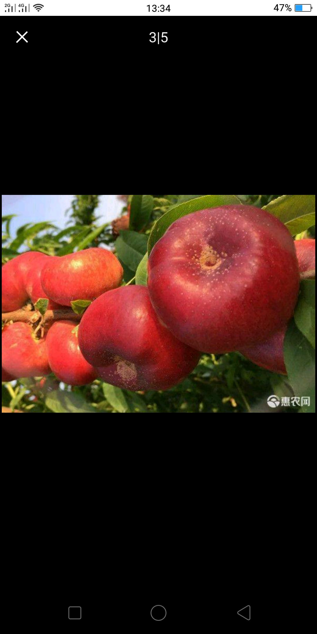  油蟠桃苗当年挂果基地直销