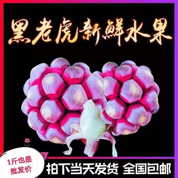 粉红黑老虎苗 布福娜苗【二年苗—挂果苗】签合同回收  【招代