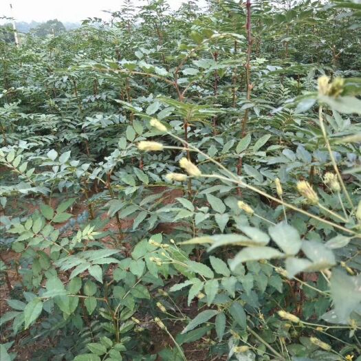 蓝田县 销售大量大红袍花椒苗，狮子头花椒苗，基地先挖，先挖发货，包邮