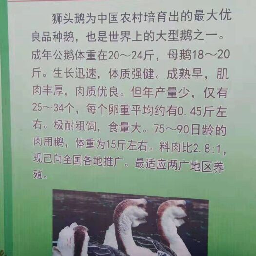 嘉祥县 鹅苗，大品种鹅苗。杂交大品种鹅苗，一只也是批发价