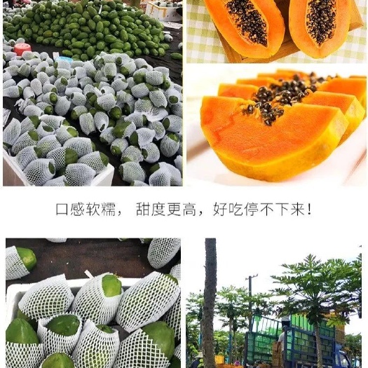 乐东县 海南红心牛奶味木瓜