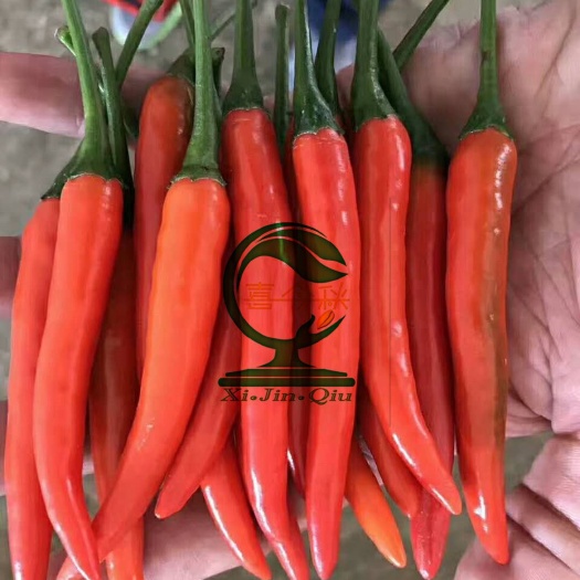 朝天椒种子  泰泽朝天椒 大果型 耐高温 抗病性强 香辣劲强 耐储运