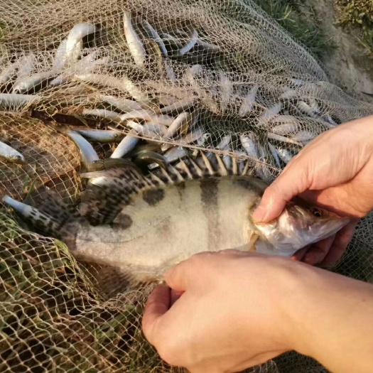 广德市斑鳜 生态养殖
