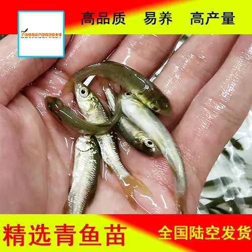 佛山 黑鲩鱼苗  青鱼苗 螺丝青鱼苗 鲩鱼苗 优质青鱼苗