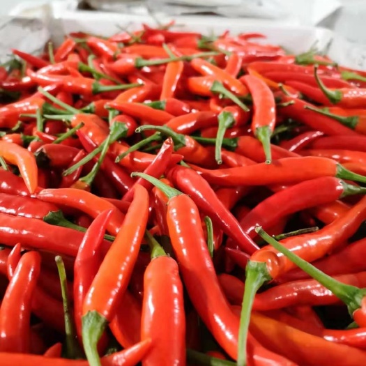 昆明小米椒 质量要求你来定