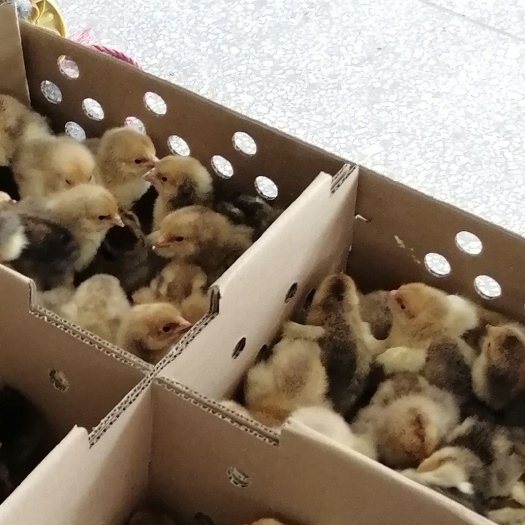 广州K9鸡苗 统货