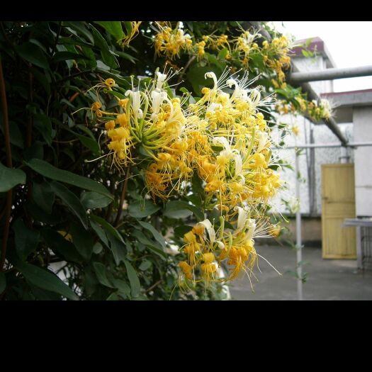 平邑县 正宗四季金银花苗