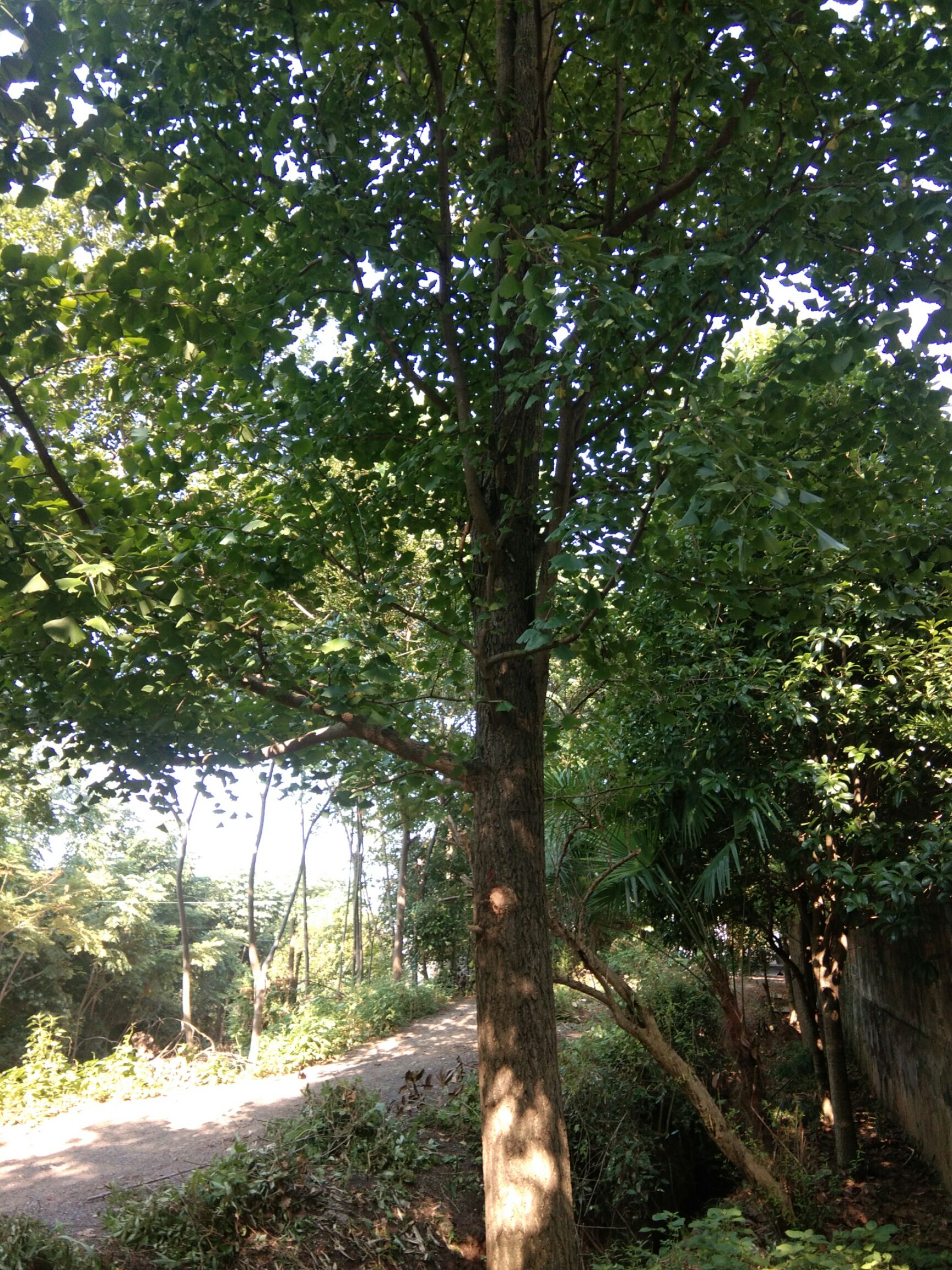 银杏实生树 实生银杏