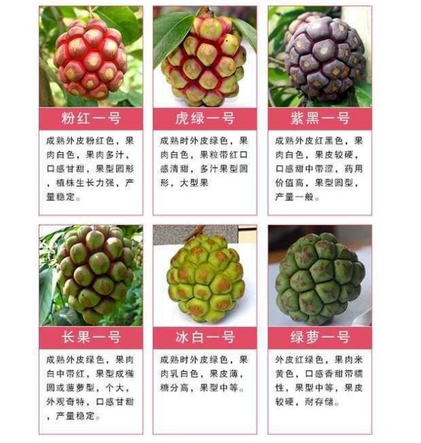 粉红黑老虎苗 布福娜苗【二年苗—挂果苗】签合同回收  【招代