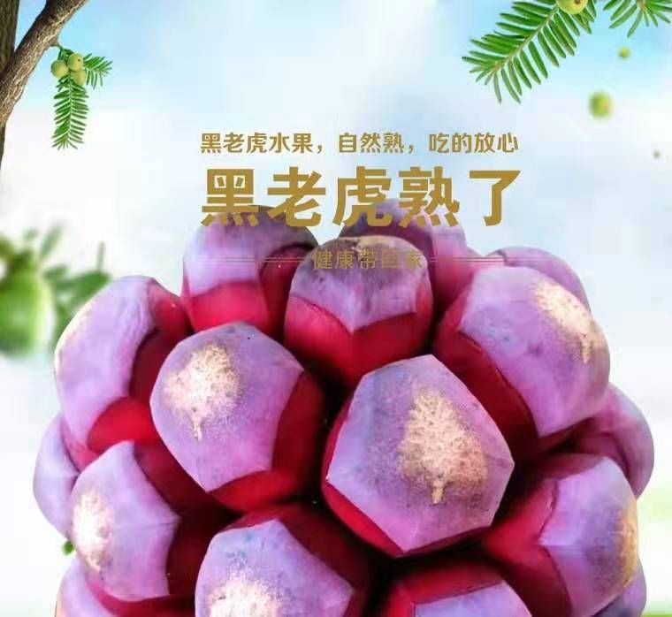 粉红黑老虎苗 布福娜苗【二年苗—挂果苗】签合同回收  【招代