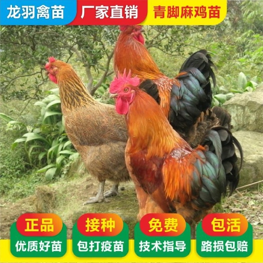 南宁 ，铁脚麻鸡苗，