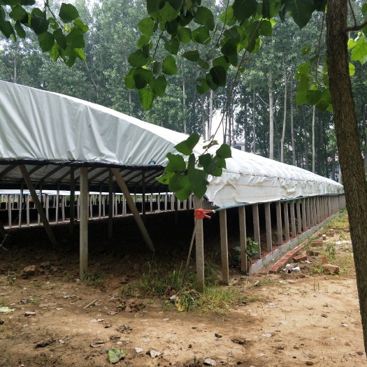 沭阳县蔬菜大棚 养殖温棚蔬菜温棚联动温棚