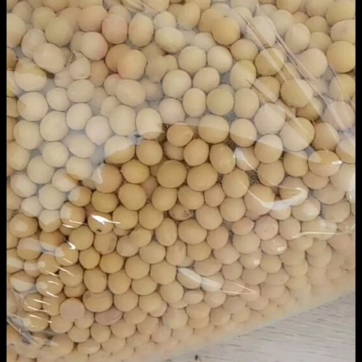 巨野县 优质精选高蛋白大豆。