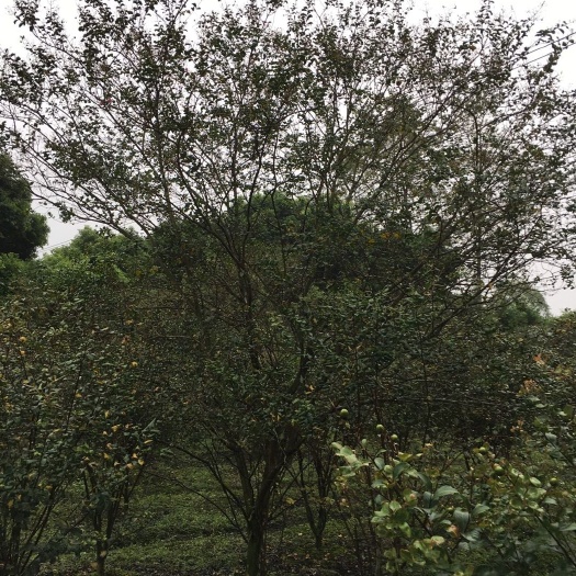 成都 丛生紫薇，冠幅3米丛生紫薇，高3.5米丛生紫薇，成都丛生紫薇