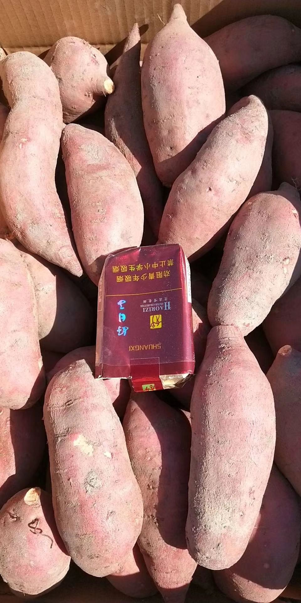 沙地红薯 红皮