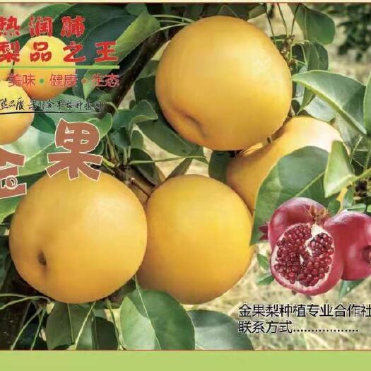 怀远县金果梨  量大价格更优惠