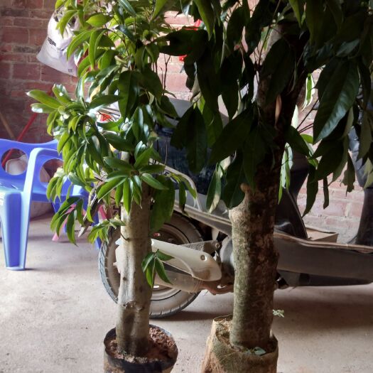 妃子笑荔枝苗 荔枝树苗，插扦苗！数量大优惠。