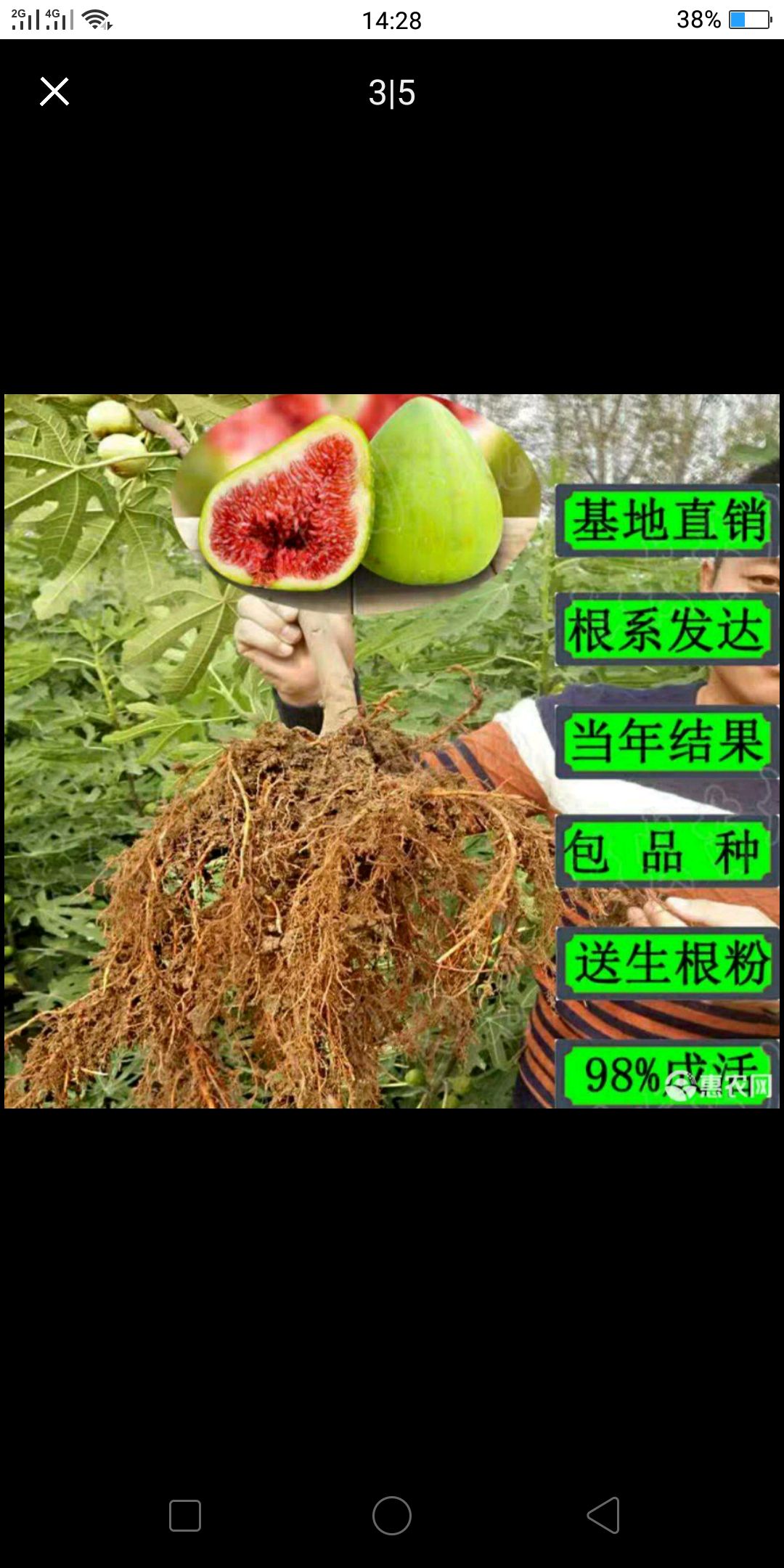 布兰瑞克苗 布兰瑞克无花果苗，当年挂果基地直销包邮包成活，死苗补发