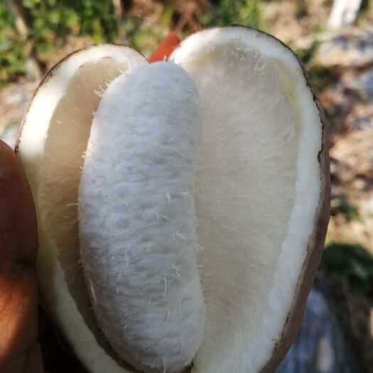会同县 湘西特产八月瓜