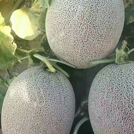 夏邑县西州蜜