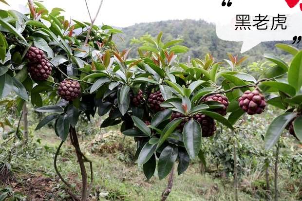 粉红黑老虎苗 布福娜苗【二年苗—挂果苗】签合同回收  【招代