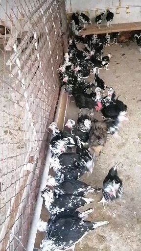 重庆市 出售芦花鸡等各种成品鸡，鸡苗支持全国发货
