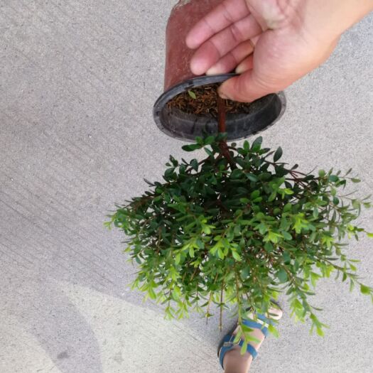 漳平市 赤楠盆栽 赤楠盆景