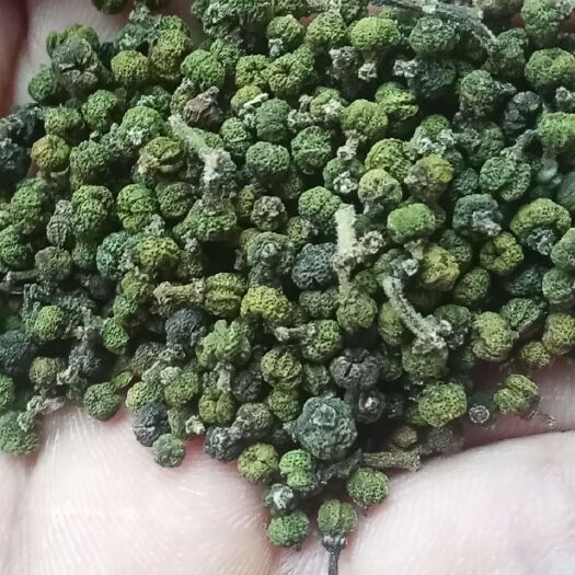 岳阳吴茱萸 成色好，药味浓，货干杂少