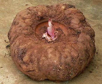 富源县 魔芋
