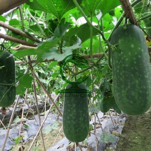 南宁冬瓜种子  短翠3号毛节瓜 早熟 皮色翠绿 瓜短筒均匀 座果力强