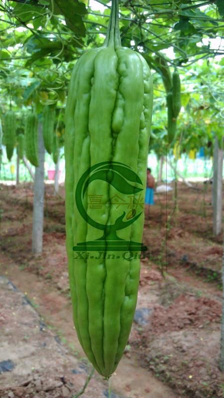 绿苦瓜种子  瓜多多黑籽苦瓜种 早熟 高产 优质 抗病