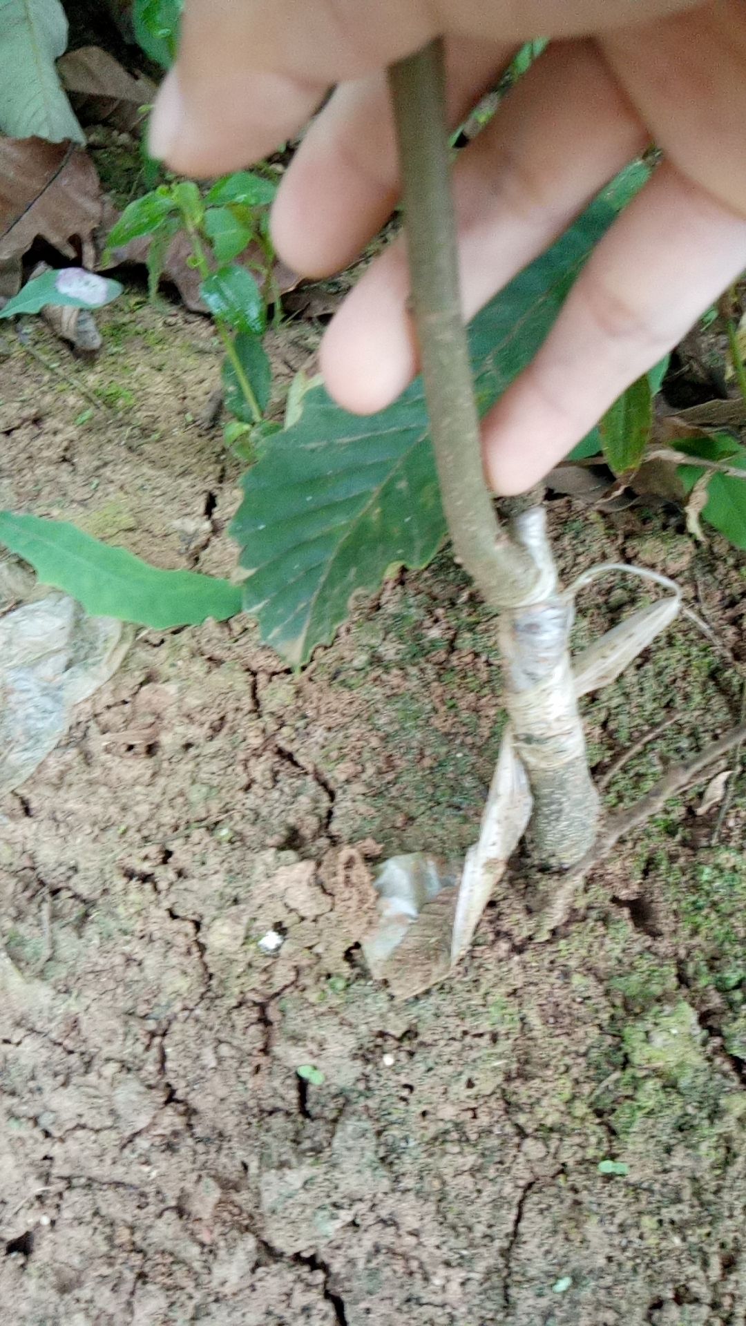 大红袍板栗苗  大红炮板栗苗 生长快挂果早 诚信经营