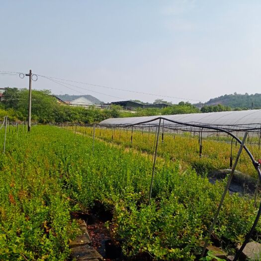 诸暨市高从蓝莓苗
