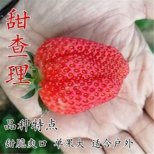 平邑县 甜查理草莓苗