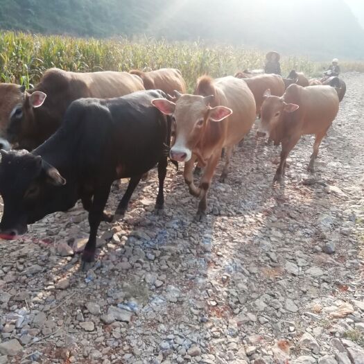 丘北县 云南普者黑山地放养小黄牛