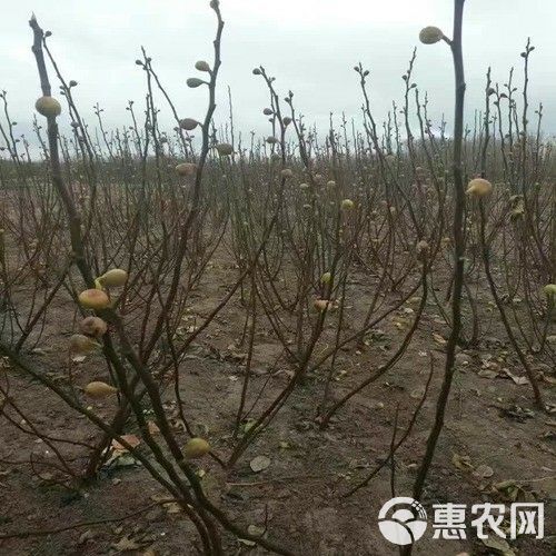 青皮无花果树苗 青皮苗，基地直销量大从优1--5年苗，保湿发货提供技术