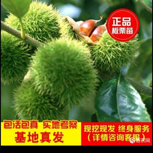 平邑县 板栗树苗果树苗盆栽地栽八月红板栗苗嫁接苗南方北方种植当年结果