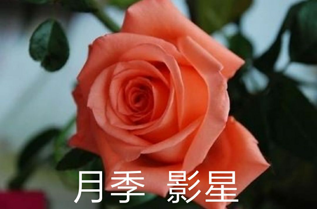 四季玫瑰