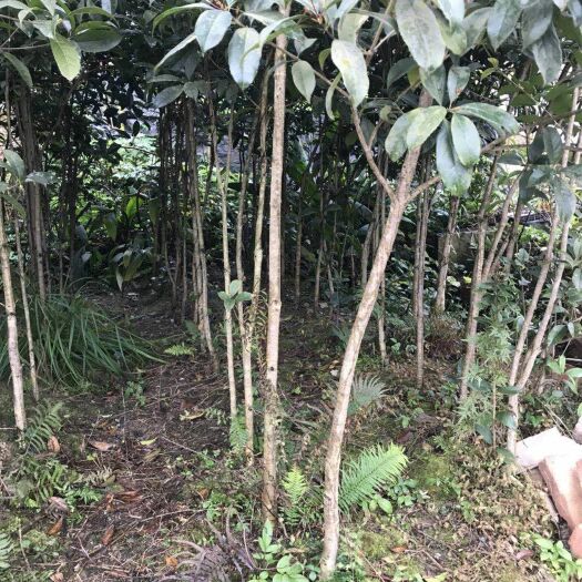 重庆市黄金桂花树 处理4000棵左右