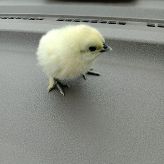兰州白凤乌鸡苗 白凤(乌鸡)