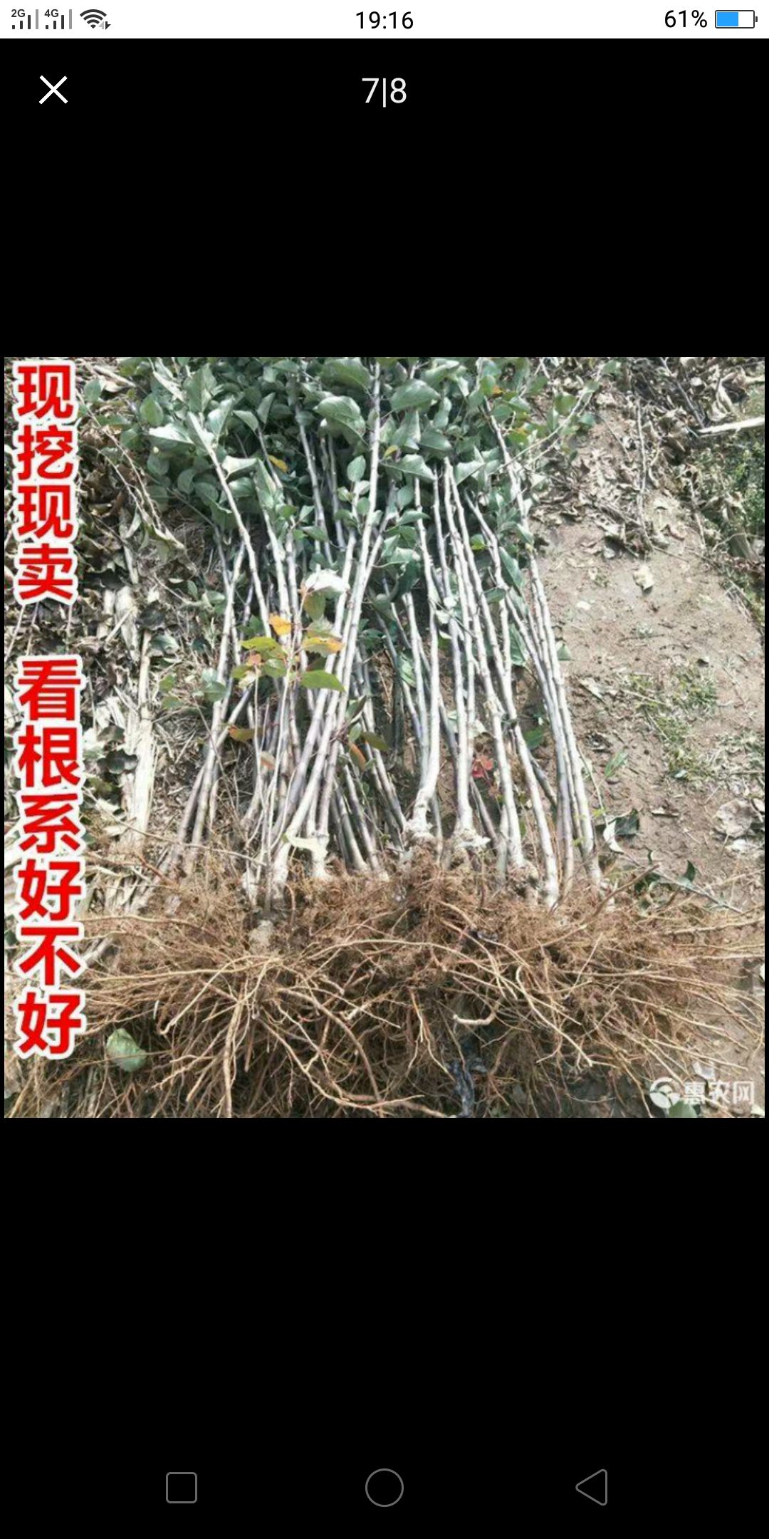 黑钻苹果树苗 黑钻苹果苗