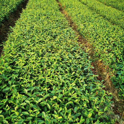 沅陵县绿茶树苗 独本苗 0.5米以下