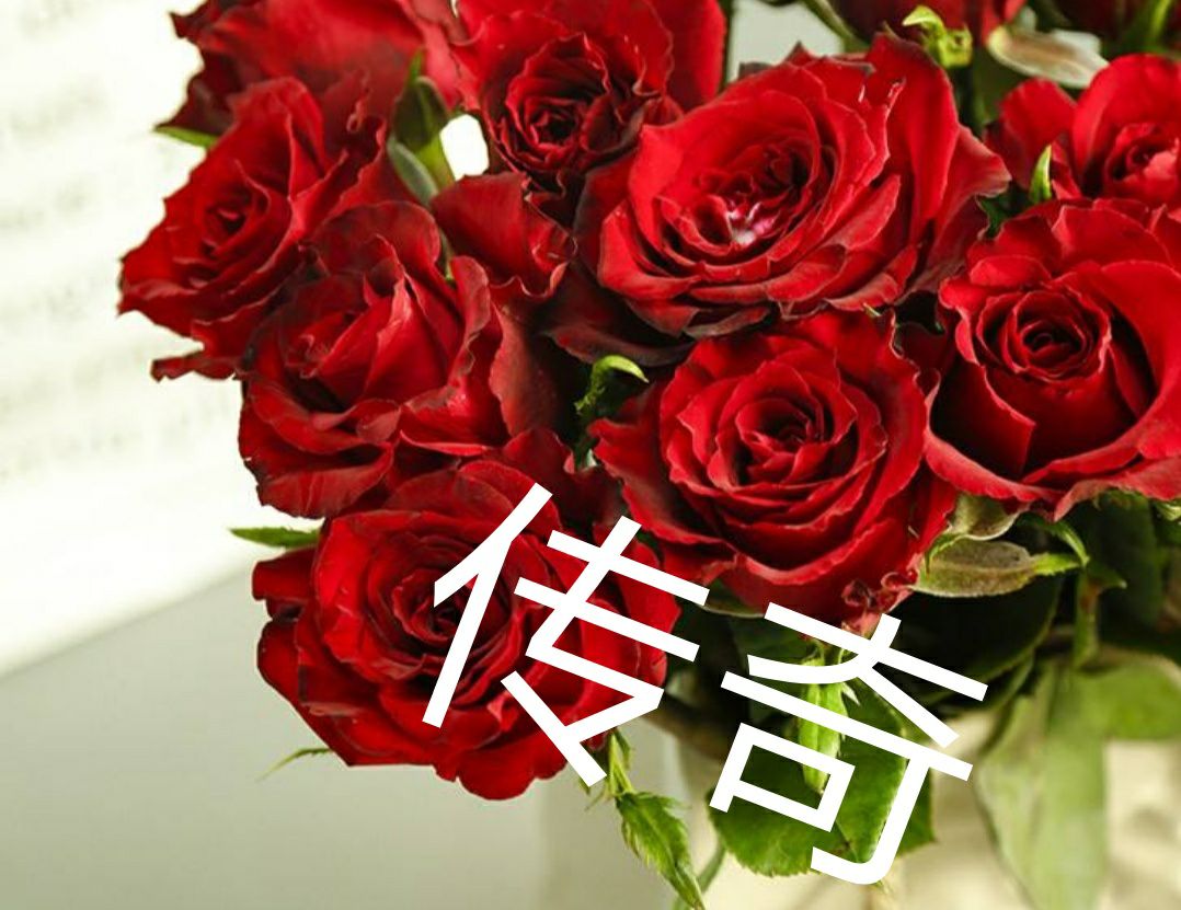 四季玫瑰