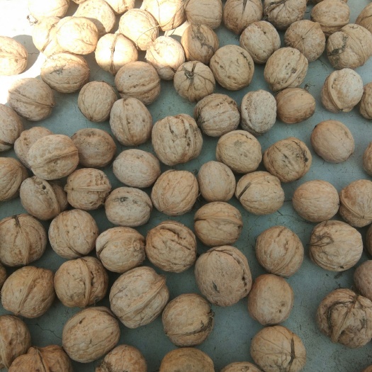 阜平县 大量笨核桃干货
