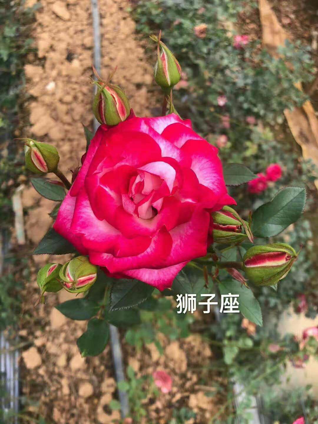 四季玫瑰