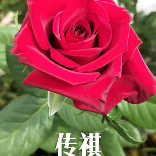 昆明月季苗 各种月季玫瑰苗批发