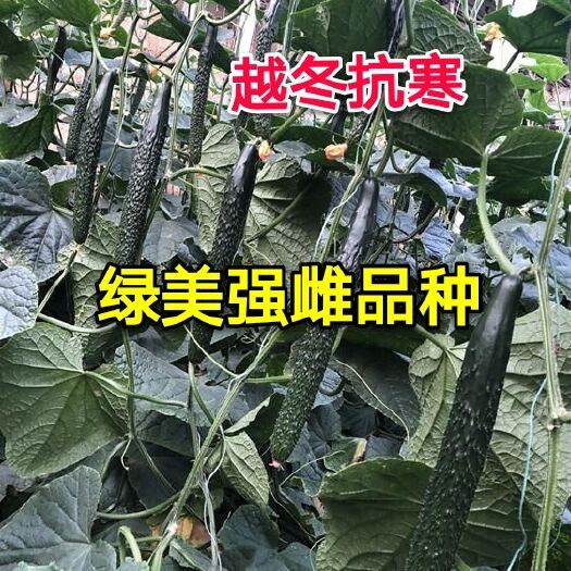 寿光市黄瓜种子  强雌，深绿油亮，短把，密刺越冬抗寒