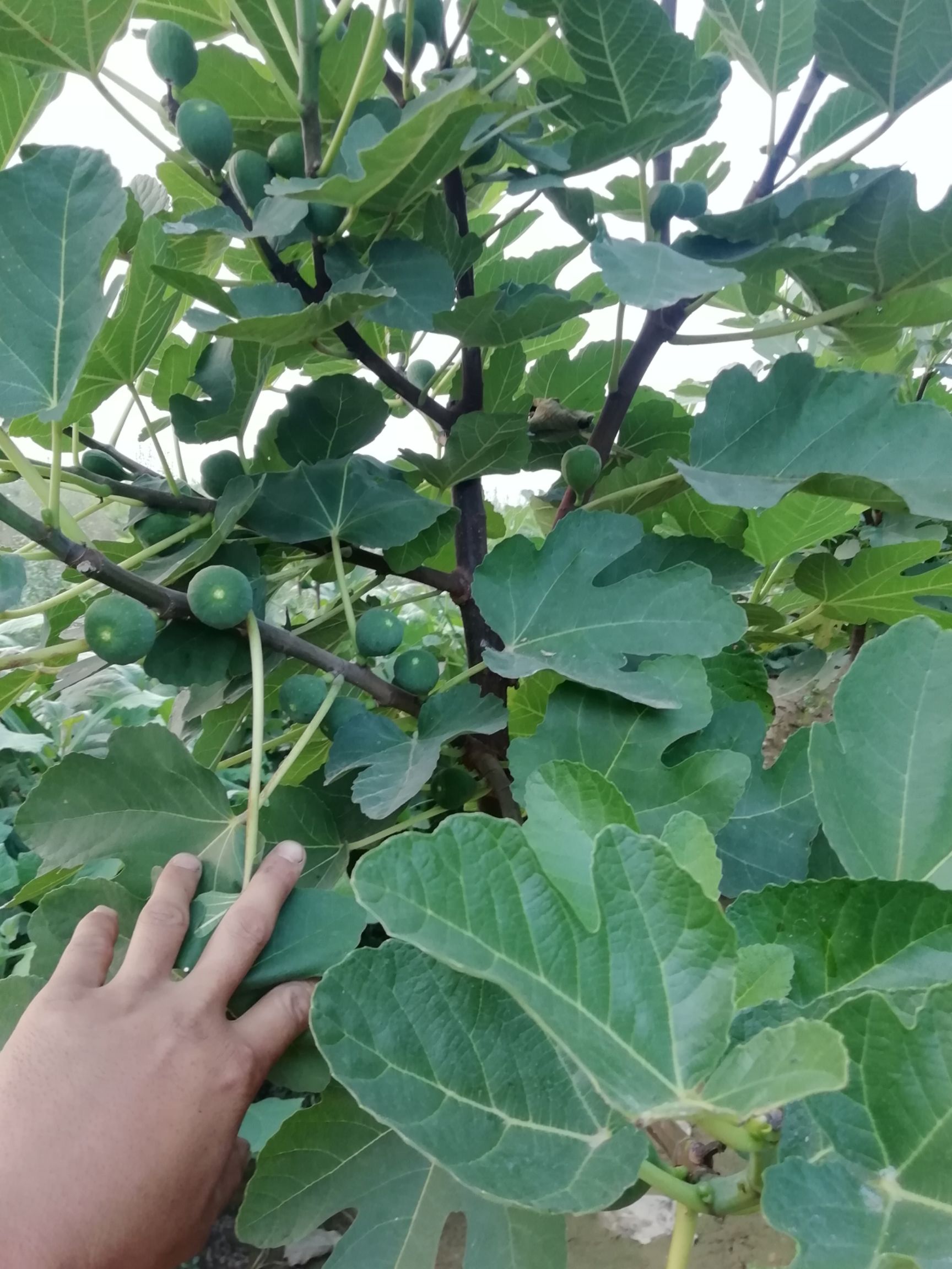  矮化无花果当年结果苗