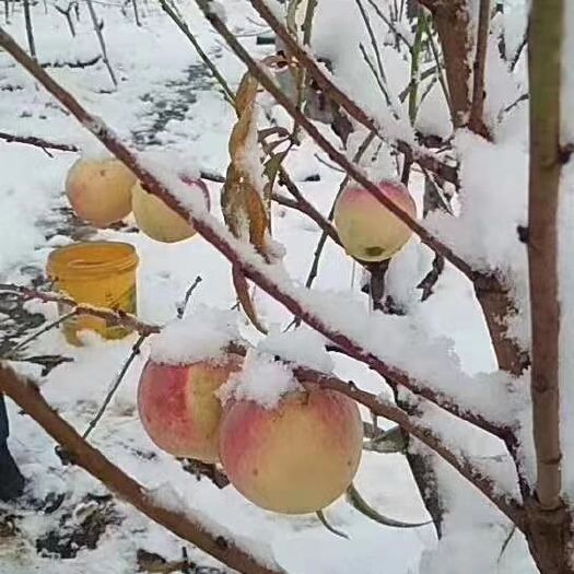 平邑县映霜红桃苗 沂蒙红桃树